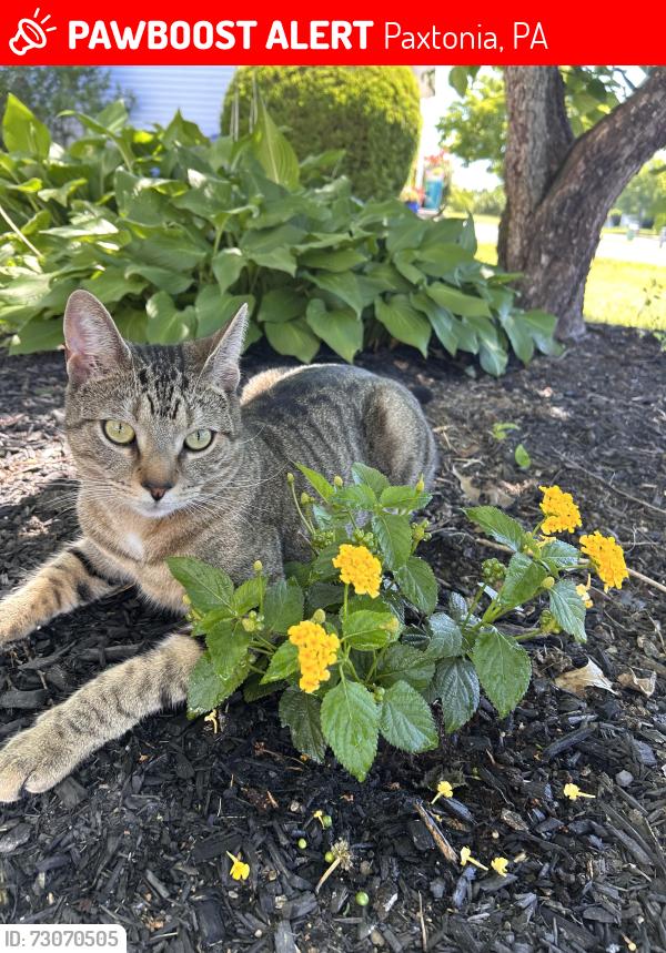 Lost Male Cat last seen Meadowbrook drive, Paxtonia, PA 17112