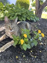 Lost Male Cat last seen Meadowbrook drive, Paxtonia, PA 17112