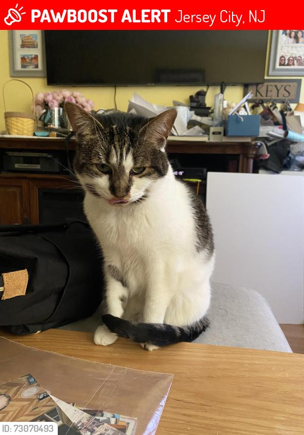 Lost Female Cat last seen Terrace Ave and Leonard St, Jersey City, NJ 07307