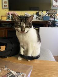 Lost Female Cat last seen Terrace Ave and Leonard St, Jersey City, NJ 07307