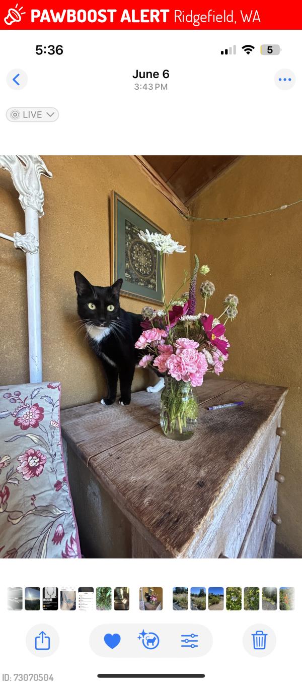 Lost Male Cat last seen 199th st, Ridgefield, WA 98642