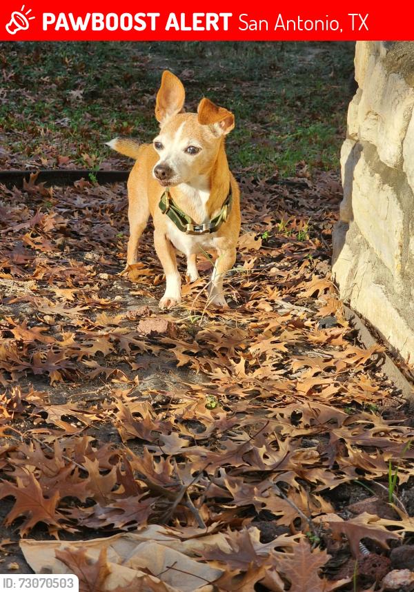 Lost Male Dog last seen Bug wolf market, San Antonio, TX 78245
