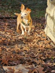 Lost Male Dog last seen Bug wolf market, San Antonio, TX 78245