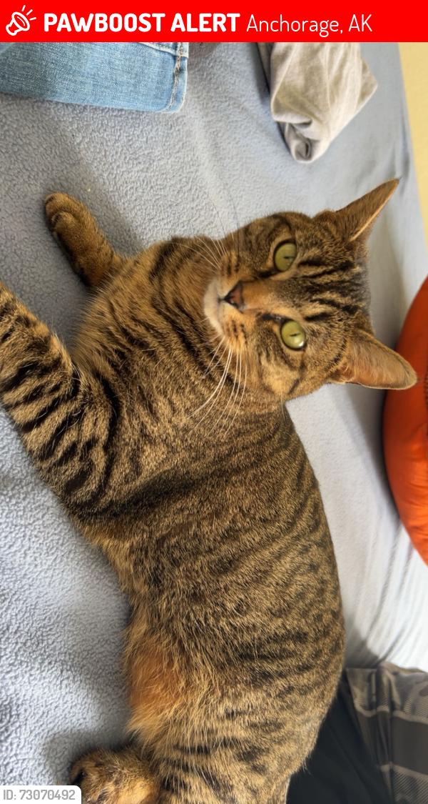Lost Female Cat last seen W. Dimond & Jewel lake, Anchorage, AK 99502