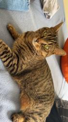 Lost Female Cat last seen W. Dimond & Jewel lake, Anchorage, AK 99502