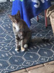 Lost Female Cat last seen 81st and pine island, Tamarac, FL 33321