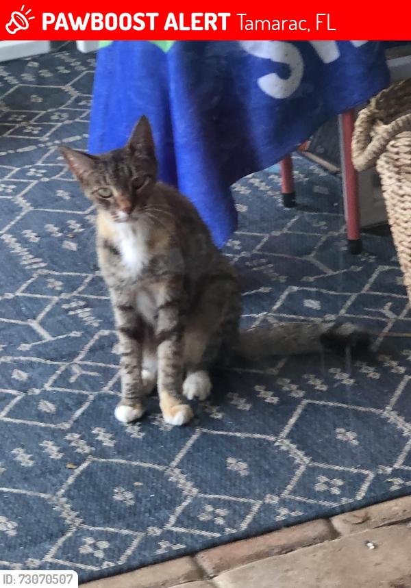 Lost Female Cat last seen 81st and pine island, Tamarac, FL 33321