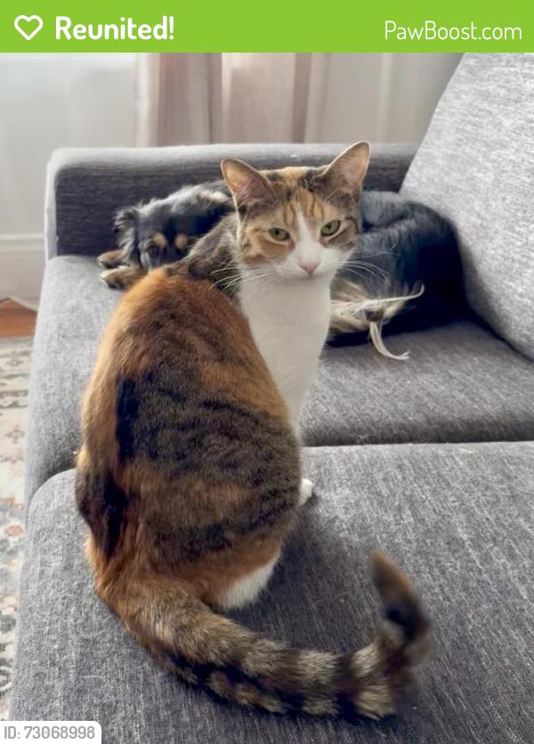 Reunited Female Cat last seen Cannon street and Sherman Ave, Hamilton, ON L8L 6K5
