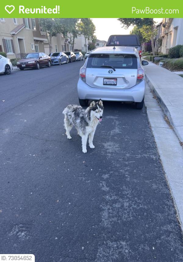 Reunited Unknown Dog last seen Alta st, Brentwood, CA 94513