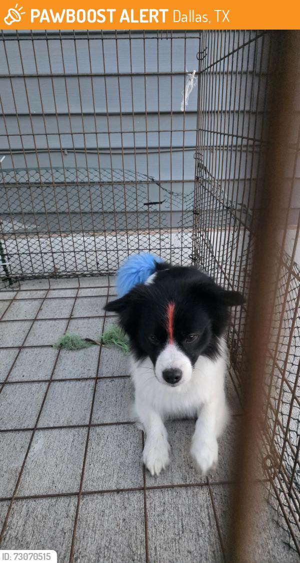 Found/Stray Male Dog last seen Seagoville rd, Dallas, TX 75180