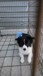 Found/Stray Male Dog last seen Seagoville rd, Dallas, TX 75180