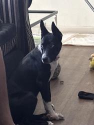 Found/Stray Female Dog last seen Highland Arden near the Highland exit 210 E FW, Highland, CA 92346