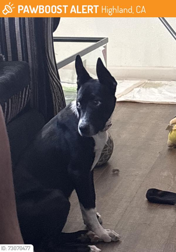 Found/Stray Female Dog last seen Highland Arden near the Highland exit 210 E FW, Highland, CA 92346