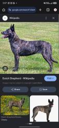 Lost Female Dog last seen Near e mission Blvd and resivour, Pomona, CA 91766