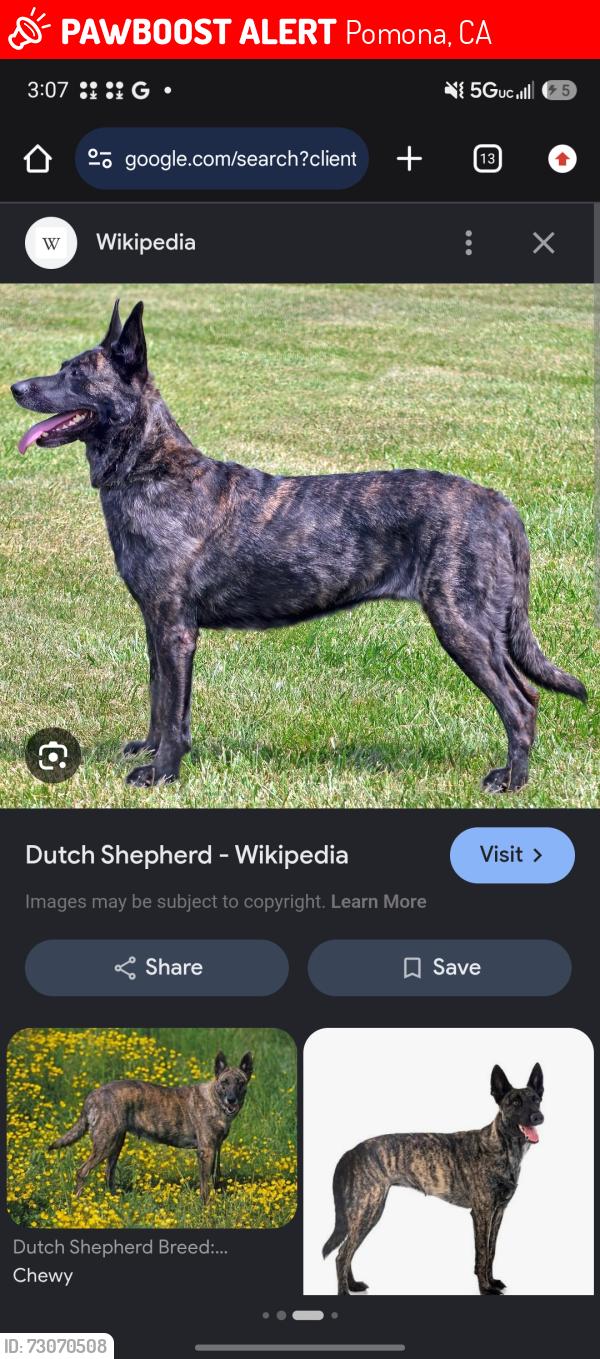 Lost Female Dog last seen Near e mission Blvd and resivour, Pomona, CA 91766