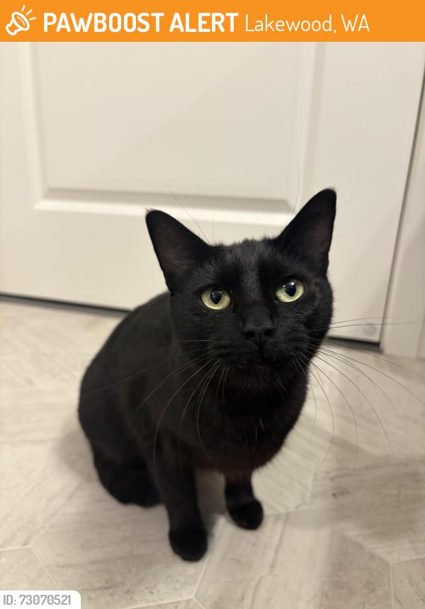 Found/Stray Female Cat last seen Springbrook park, Lakewood, WA 98499