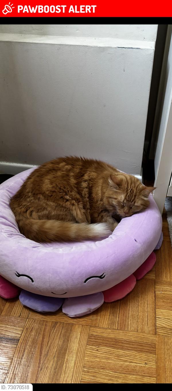 Lost Male Cat last seen Bloor and Fieldgate, Mississauga, ON L4X 1T3