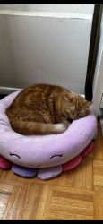Lost Male Cat last seen Bloor and Fieldgate, Mississauga, ON L4X 1T3