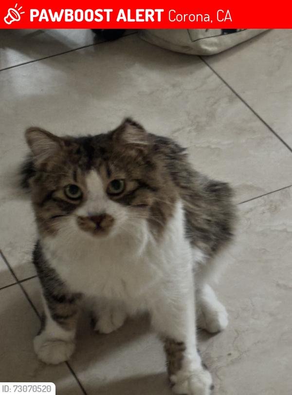 Lost Male Cat last seen promenade, cresta, Corona, CA 92879