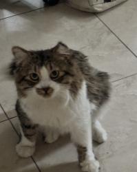 Lost Male Cat last seen promenade, cresta, Corona, CA 92879