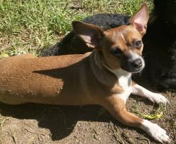 Reunited Female Dog last seen Near Indiana st, Fairfield, CA 94533