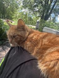 Lost Female Cat last seen upper james and dickenson, Hamilton, ON 