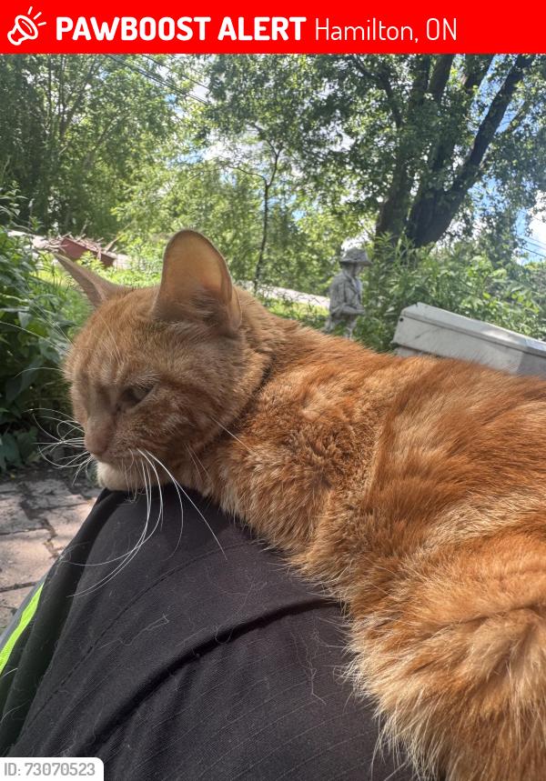 Lost Female Cat last seen upper james and dickenson, Hamilton, ON 
