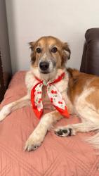 Reunited Female Dog last seen McKinley st, Hollywood, FL 33020