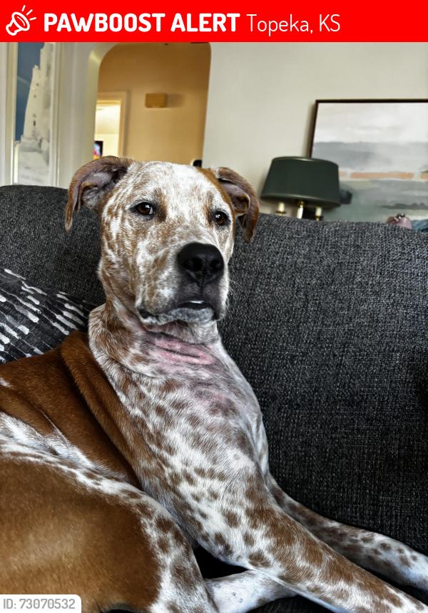 Lost Male Dog last seen Near sw webster, Topeka, KS 66606
