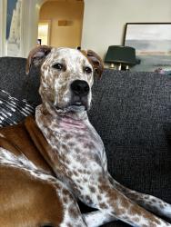 Lost Male Dog last seen Near sw webster, Topeka, KS 66606