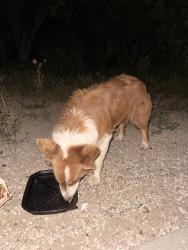 Found/Stray Female Dog last seen Near frontage road heading towards somerset rd, San Antonio, TX 78211