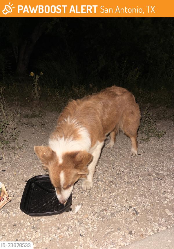 Found/Stray Female Dog last seen Near frontage road heading towards somerset rd, San Antonio, TX 78211