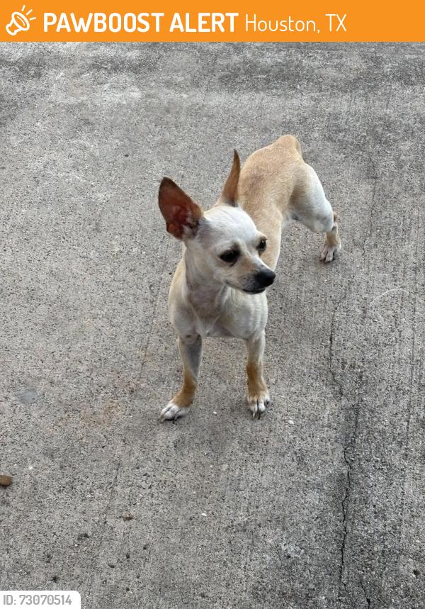Found/Stray Female Dog last seen Willowbridge Park Blvd & Pearsall Dr, Houston, TX 77064, Houston, TX 77064