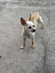 Found/Stray Female Dog last seen Willowbridge Park Blvd & Pearsall Dr, Houston, TX 77064, Houston, TX 77064