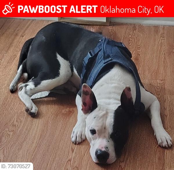 Lost Male Dog last seen At Walmart Northwest expressway and cancel, Oklahoma City, OK 73132