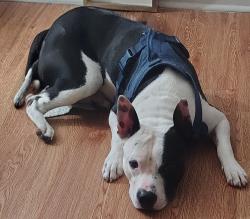 Lost Male Dog last seen At Walmart Northwest expressway and cancel, Oklahoma City, OK 73132