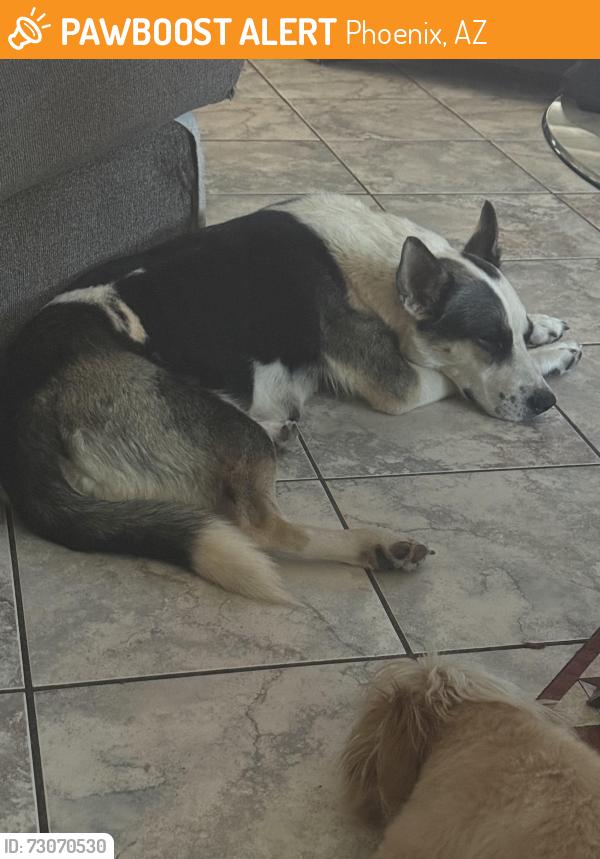 Found/Stray Female Dog last seen 63rd Ave and Lower Buckeye, Phoenix, AZ 85043