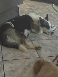 Found/Stray Female Dog last seen 63rd Ave and Lower Buckeye, Phoenix, AZ 85043