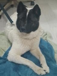 Found/Stray Female Dog last seen Gillette Park, Wilson NC, Wilson, NC 27893