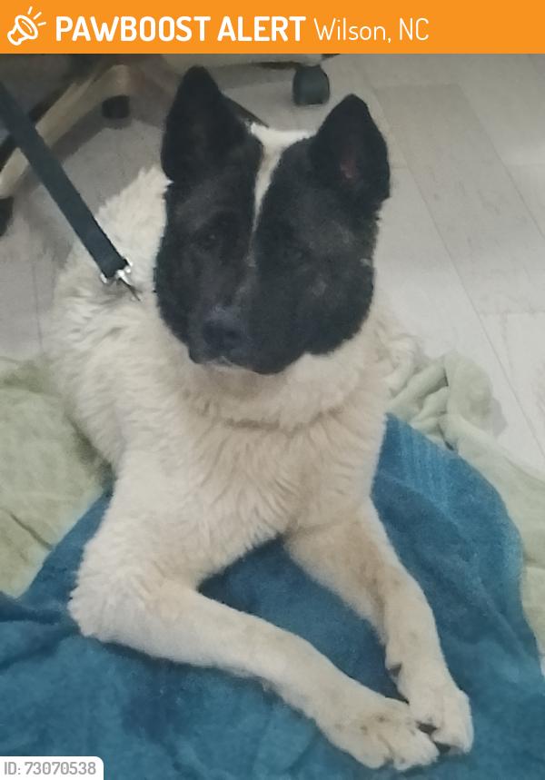 Found/Stray Female Dog last seen Gillette Park, Wilson NC, Wilson, NC 27893