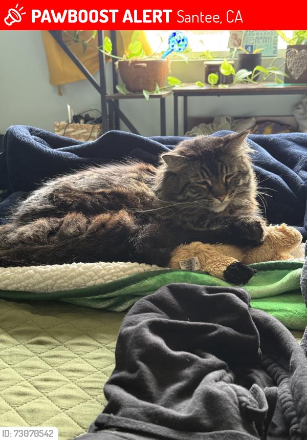 Lost Male Cat last seen Pebble beach dr and carlton oaks dr, Santee, CA 92071