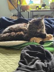 Lost Male Cat last seen Pebble beach dr and carlton oaks dr, Santee, CA 92071