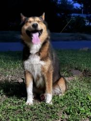 Found/Stray Male Dog last seen other side of HI 37 , Kate Schenck Elementary School, San Antonio, TX 78223