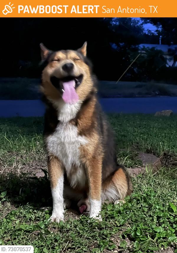 Found/Stray Male Dog last seen other side of HI 37 , Kate Schenck Elementary School, San Antonio, TX 78223