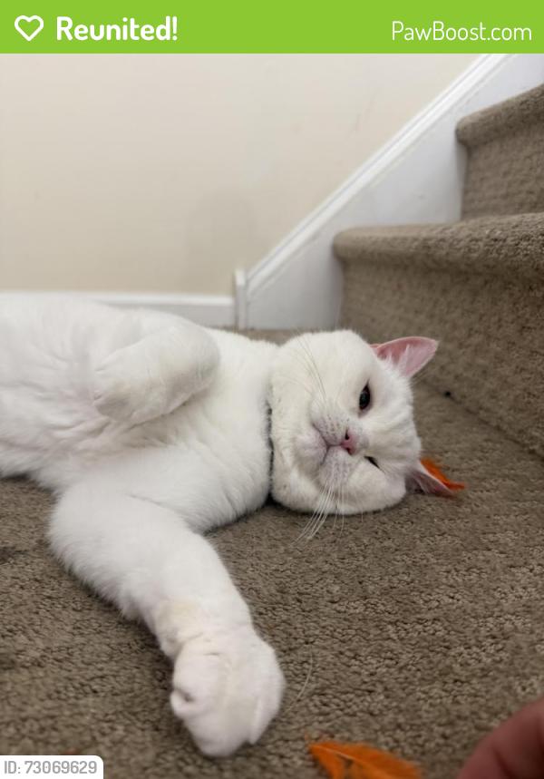Reunited Female Cat last seen Green Ridge Drive, Eagleville, PA 19403