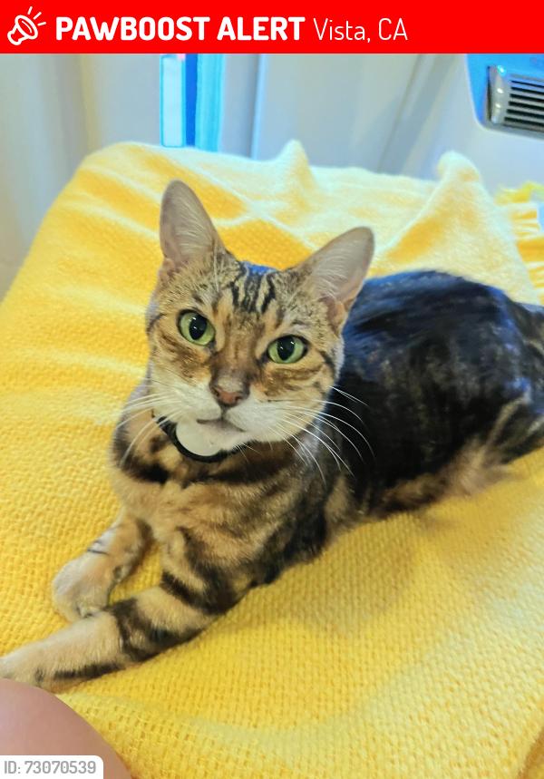 Lost Female Cat last seen Copper Ave and Copper Dr, Vista, CA 92083