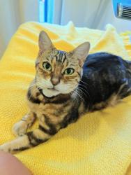 Lost Female Cat last seen Copper Ave and Copper Dr, Vista, CA 92083