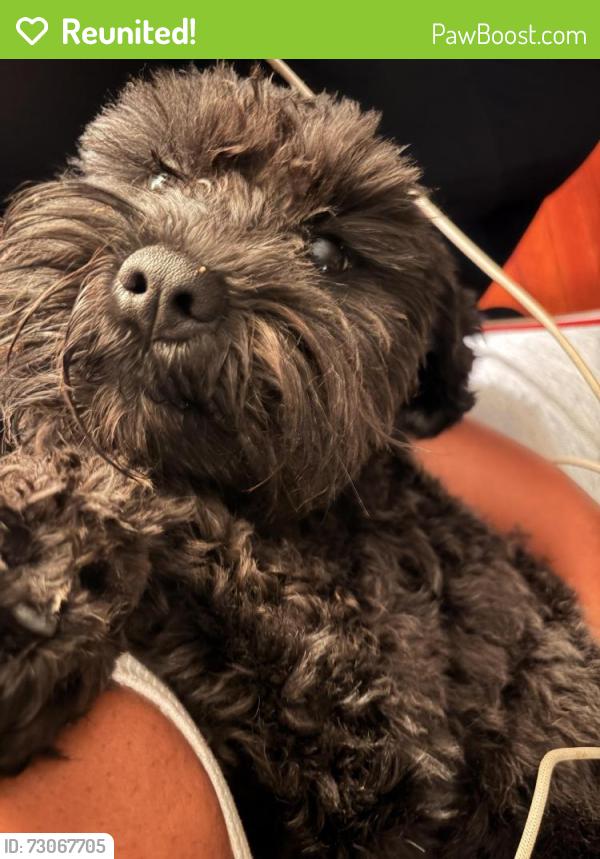 Reunited Female Dog last seen Smith playground , Philadelphia, PA 19145