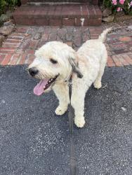 Reunited Male Dog last seen Marietta ga , Marietta, GA 30060