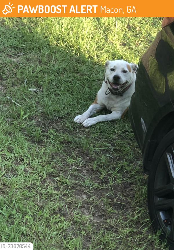 Found/Stray Unknown Dog last seen Near lacy court ,sun it ridge, Macon, GA 31206